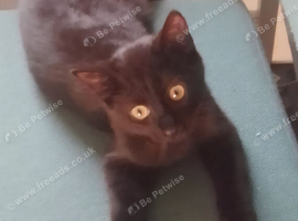 Pure black kitten