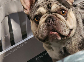Male Frenchie