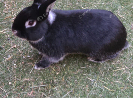 Male black rabbit