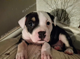Staffy cross old English/staffy