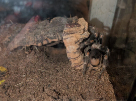 Mexican Flame Knee