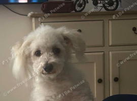 Shih tu for sale