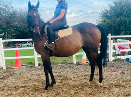 16hh allrounder , 9 yr old