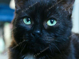 Black female kitten