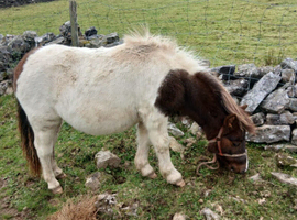 Skewbold standard  shetland mare pony
