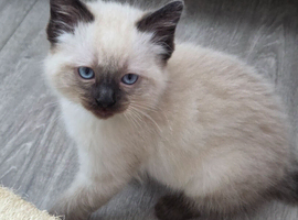 2 Stunning Boy Ragdolls