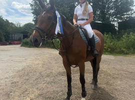 16.1h fun loves to jump 8 year old Irish sport horse mare