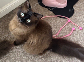 Mink ragdoll queen