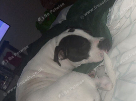 Female 1 year 7 months American Staffy