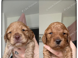 Exceptional cockapoo puppies