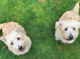 Glen of Imaal terrier puppies.