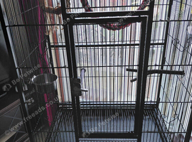 Young kakariki with cage.