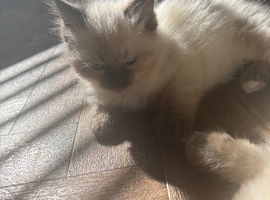 Ragdoll kittens