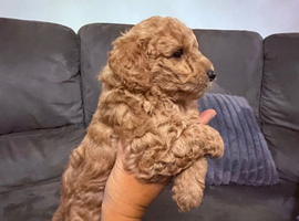 Stunning toy poodles