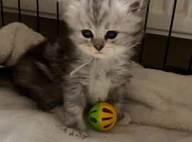 Perdoll kittens