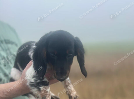 Adorable Pied Puppies Ready for New Homes