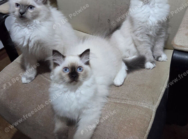 3 Ragdoll x Persian kittens