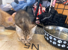 Female kitten