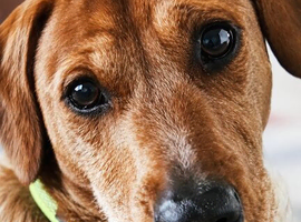 Jack Russell boy