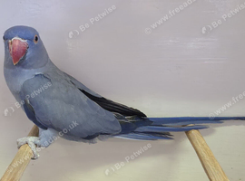 Violet Blue Indian Ringneck Hen for sale