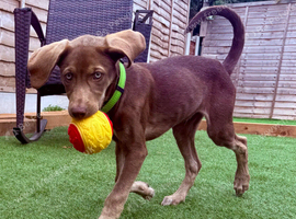Stunning Husky Shepherd x Weimaraner Pups Ready to Go