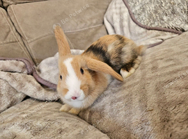 Baby mini lop doe