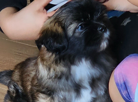 Shih tzu