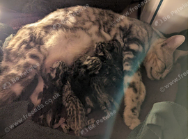 Gorgeous Pedigree TICA Registered Bengal Kittens | Health Tested Parents