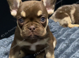 French bulldog puppies