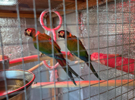 Pair of yellow collared macaws