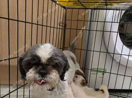 Shih tru cross jack russell puppys