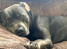 Staffy x cane corso