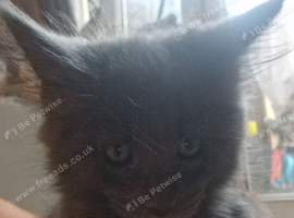 Tica registered gorgeous mainecoon kittens