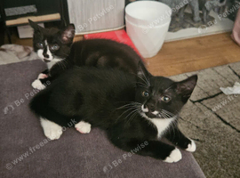 2 kittens  loking new family
