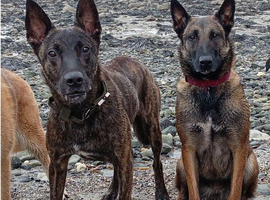 BELGIAN MALINOIS X DUTCH SHEPHERD PUPPIES FOR SALE