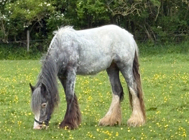 2 yr old cob filly