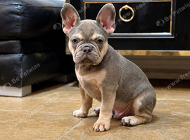 5 STAR FRENCH BULLDOGS