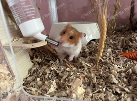 PEACH (hamster only)
