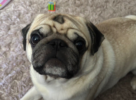 2 year old boy pug