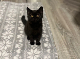 BEAUTIFUL BRITISH SHORTHAIR/LONGHAiR IN MANCHESTER