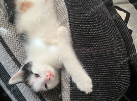 TWO STUNNING KITTENS