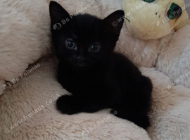 Black Girl Kitten .. pure black . Beautiful