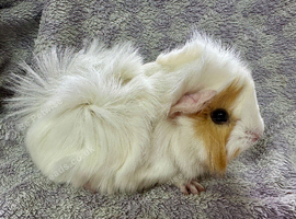 Female guinea pigs