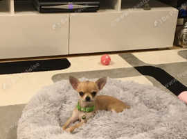 Chihuahua for stud
