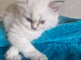 British short haired cross kitten for sale