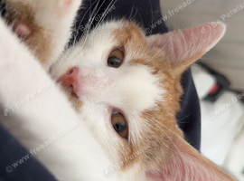 Beautiful male kitten