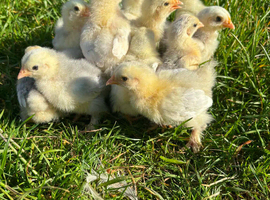 PEEKING LAVENDER BANTAM CHICKS &ndash; BORN ON 13/05/2024