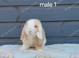 Stunning purebred mini lop rabbits