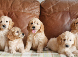 Stunning Health Tested Goldendoodle Puppies