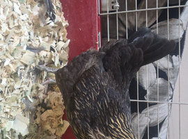 Bantam hen